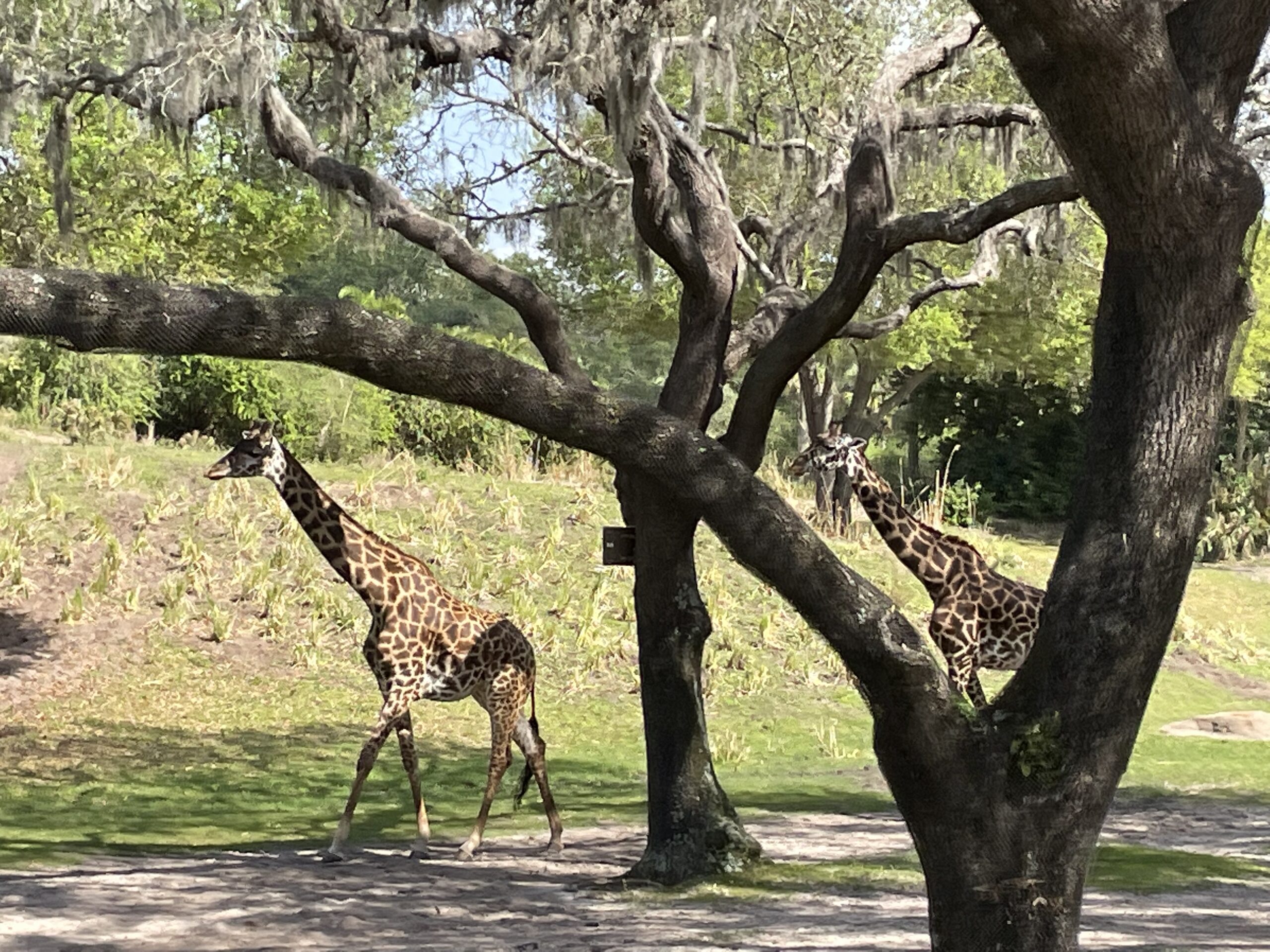 Experience A Real African Safari At Kilimanjaro Safaris In Disney's Animal Kingdom 7
