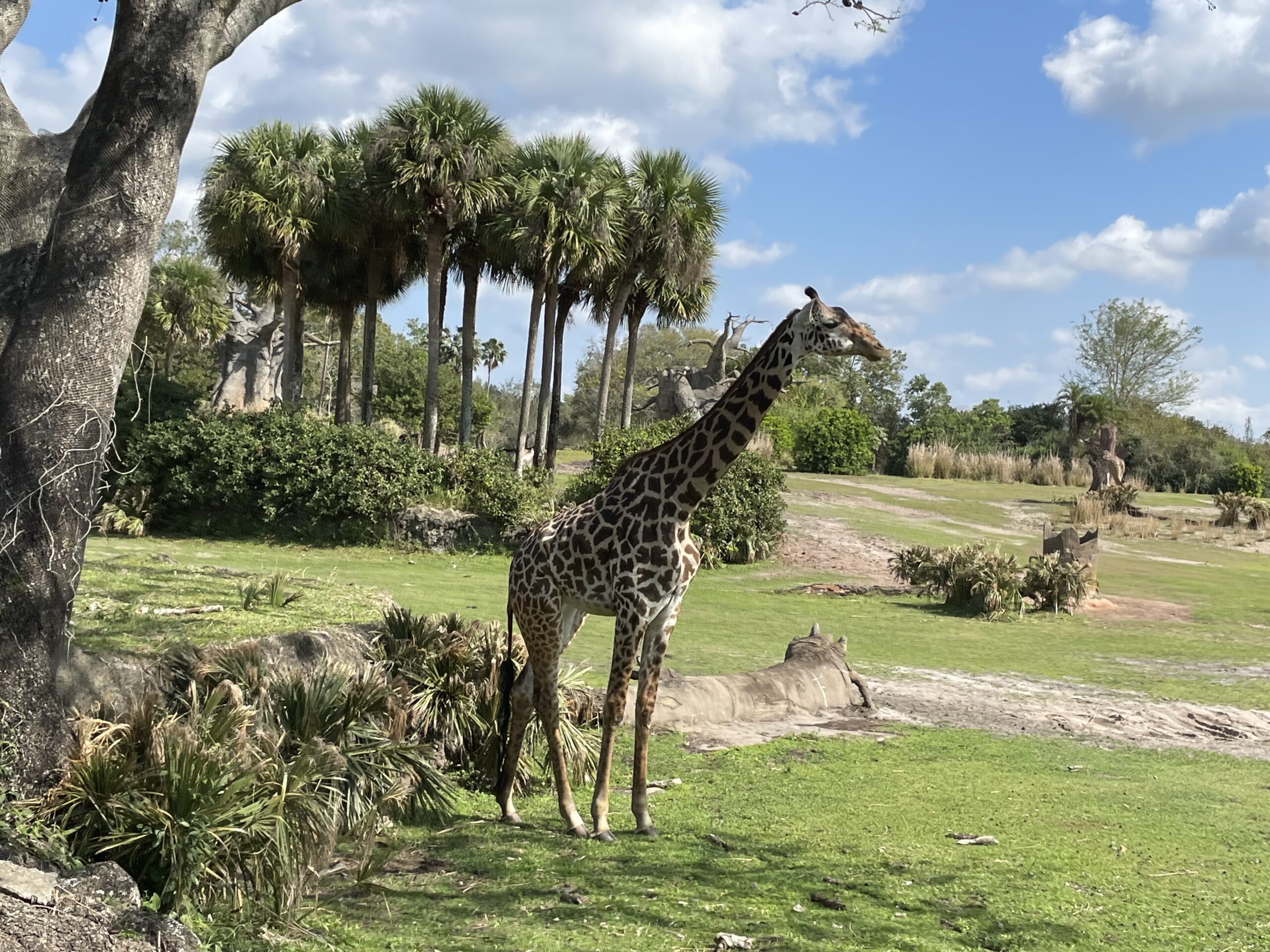 Experience A Real African Safari At Kilimanjaro Safaris In Disney's Animal Kingdom 14