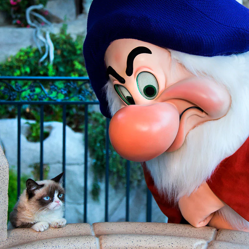 Can You Bring Your Pet to Disney World? Planning 3