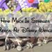 How Much Is Stroller Rental At Disney World?