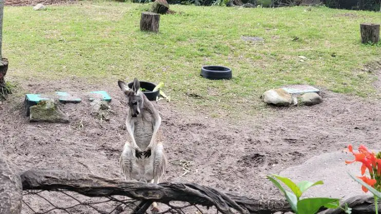 kangaroos disney's animal kingdom